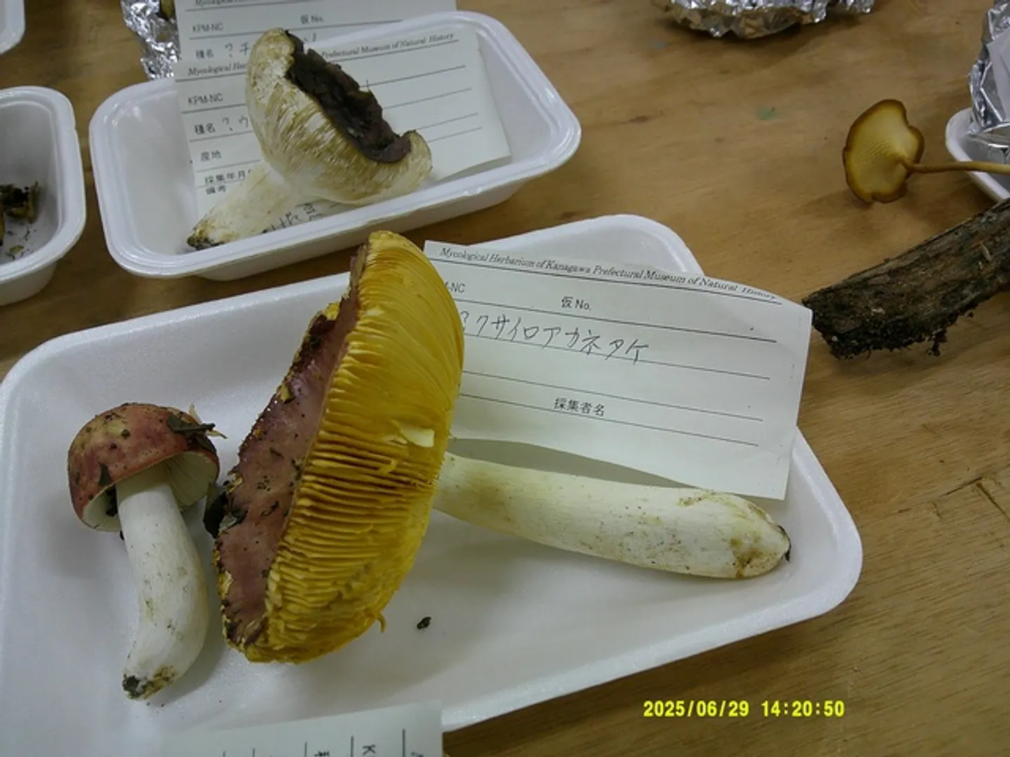 採取したキノコ