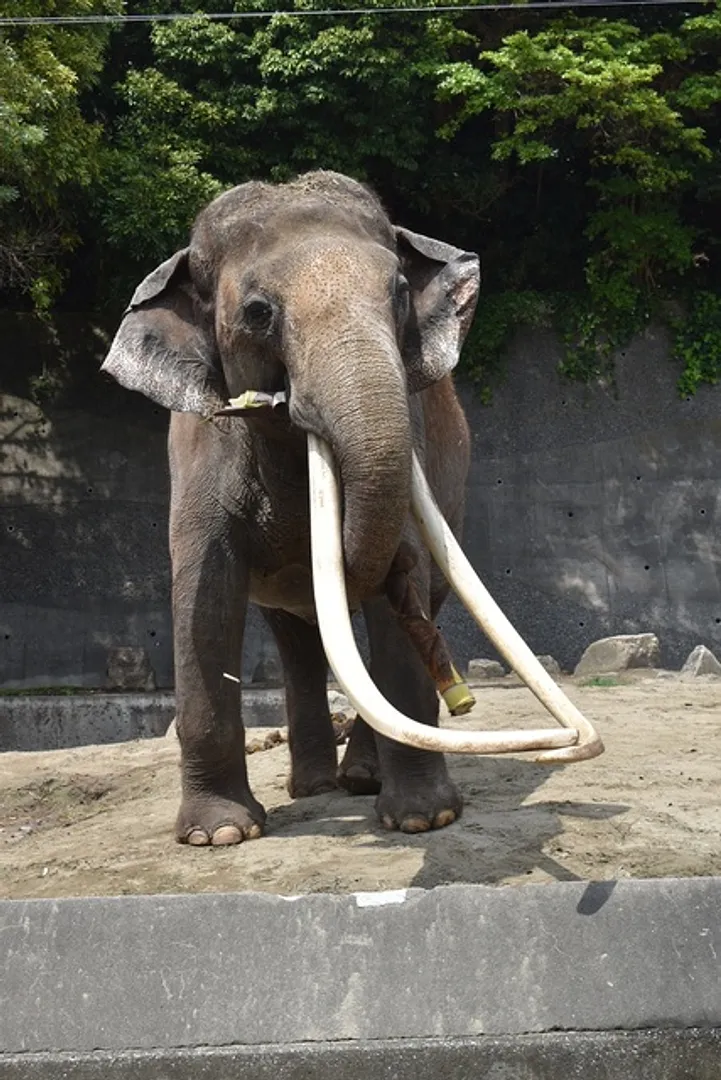 絶滅危惧種の1種インドゾウ