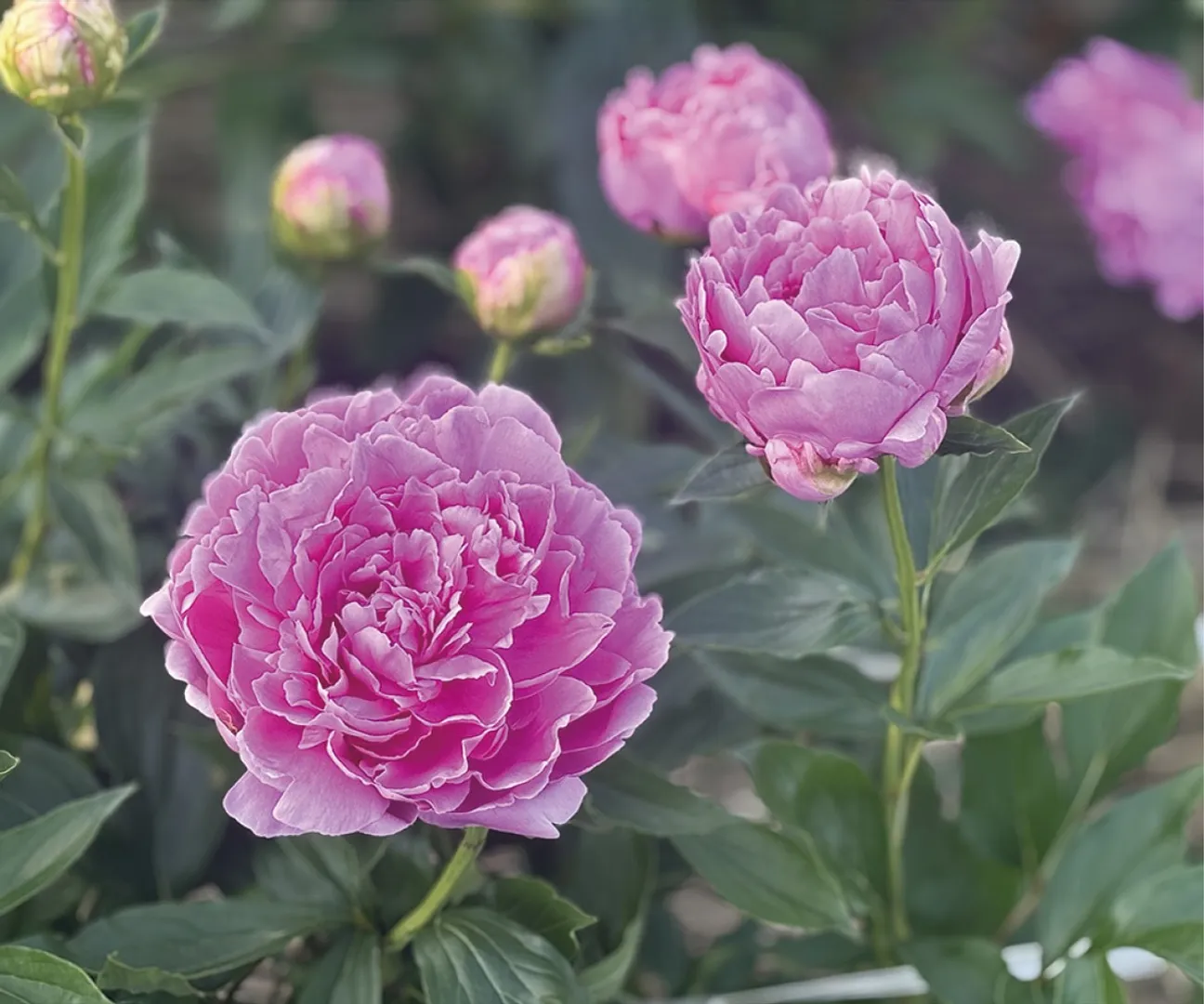 優雅に花弁を広げるシャクヤク