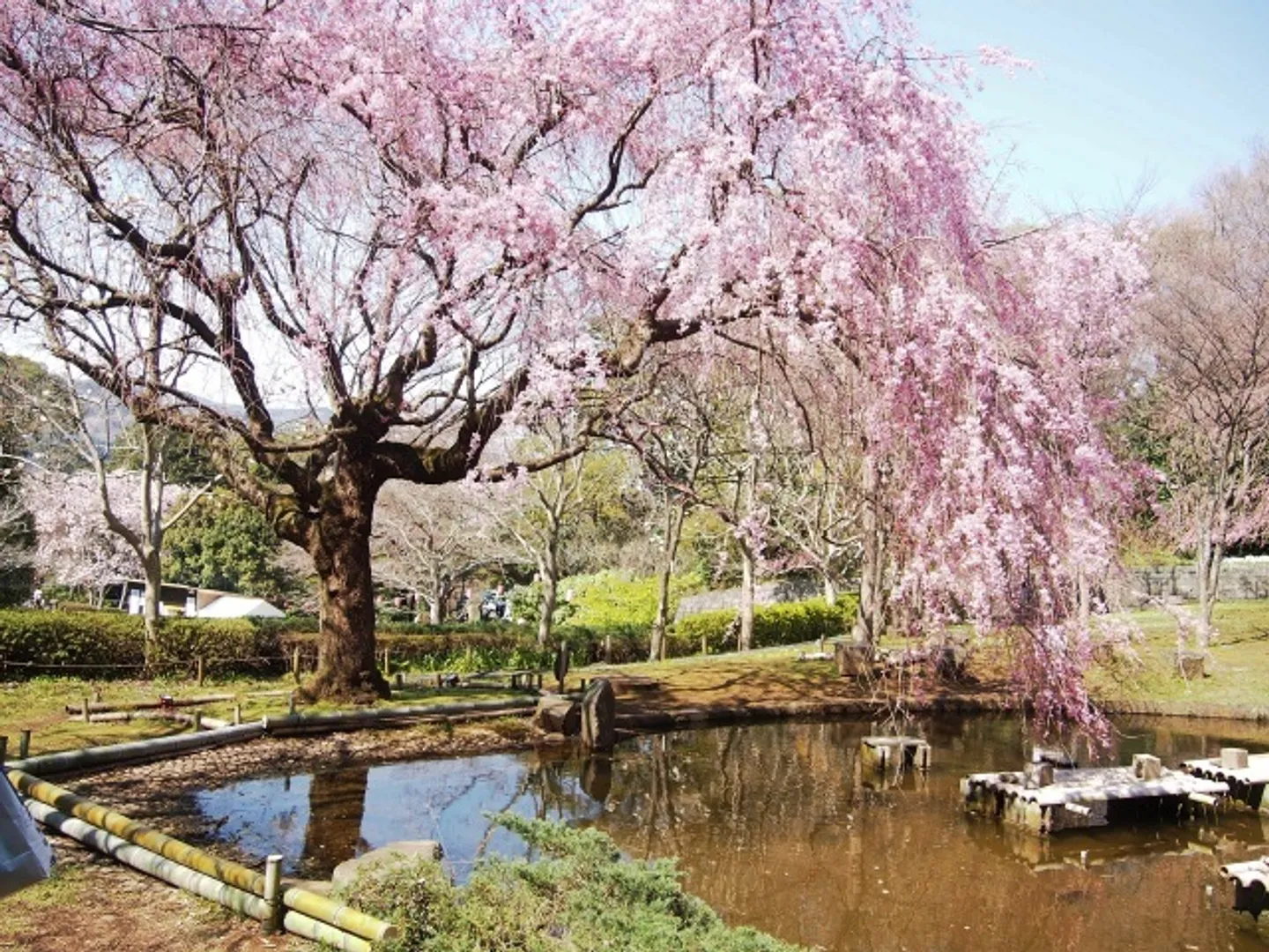 真鶴町しだれ桜の宴協議会