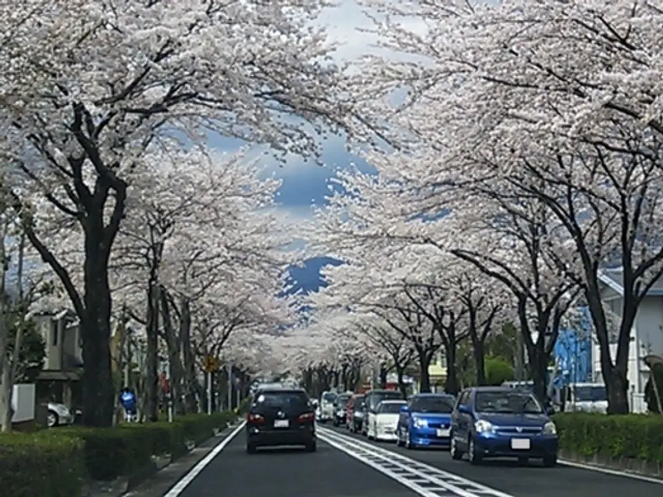 一般社団法人 秦野市観光協会