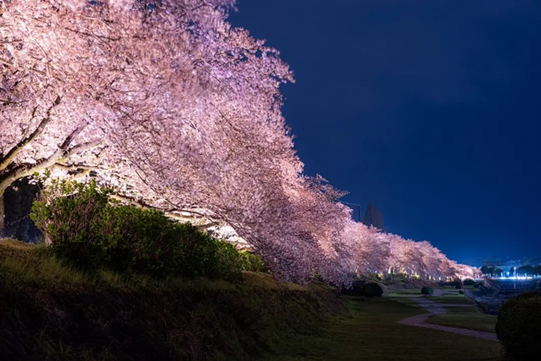 秦野市観光協会