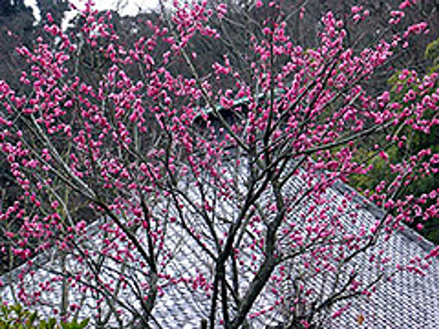 梅の花