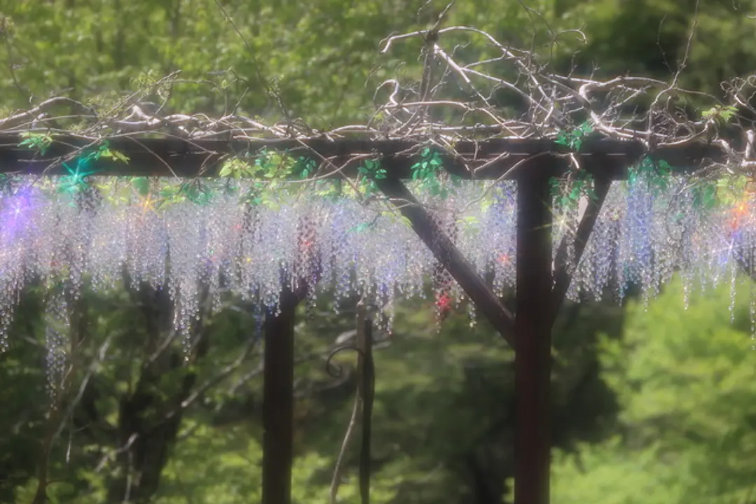 クリスタル・ガラスの藤の花