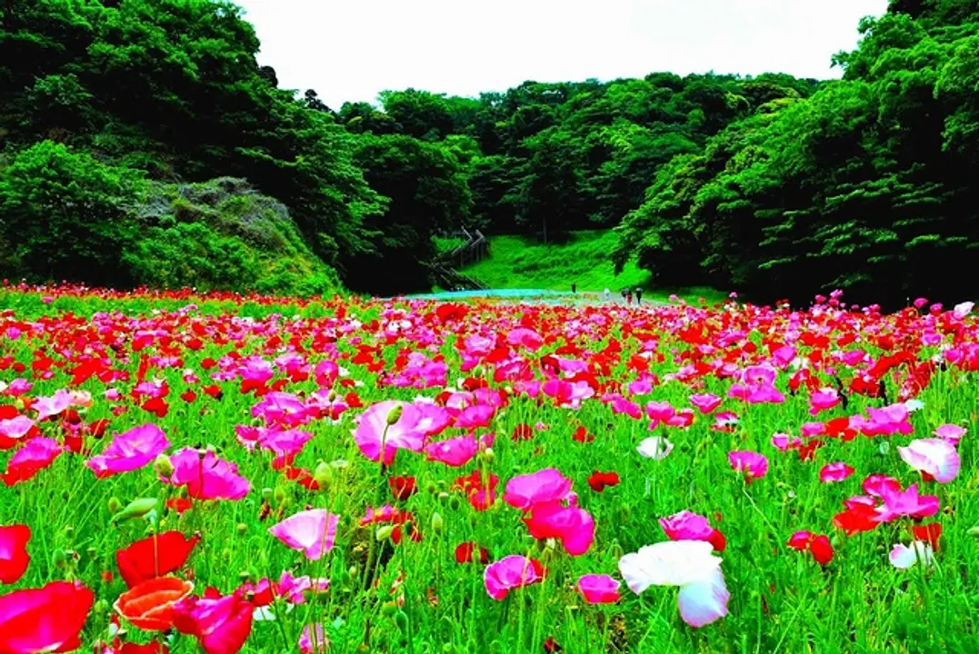 くりはま花の国