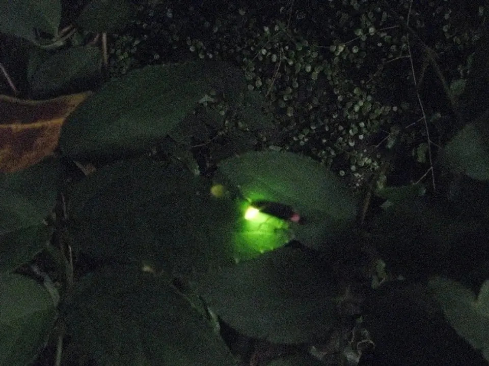 ほたるの宴　湯河原温泉観光協会