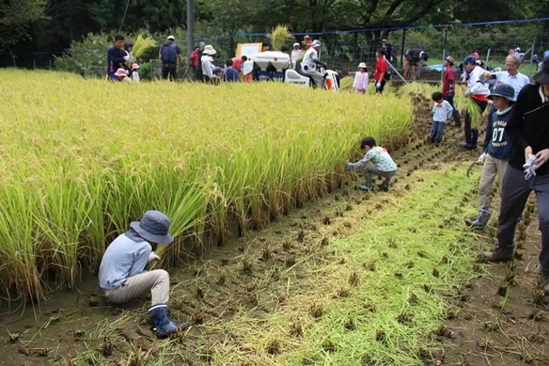 昨年の稲刈りキャンプの様子