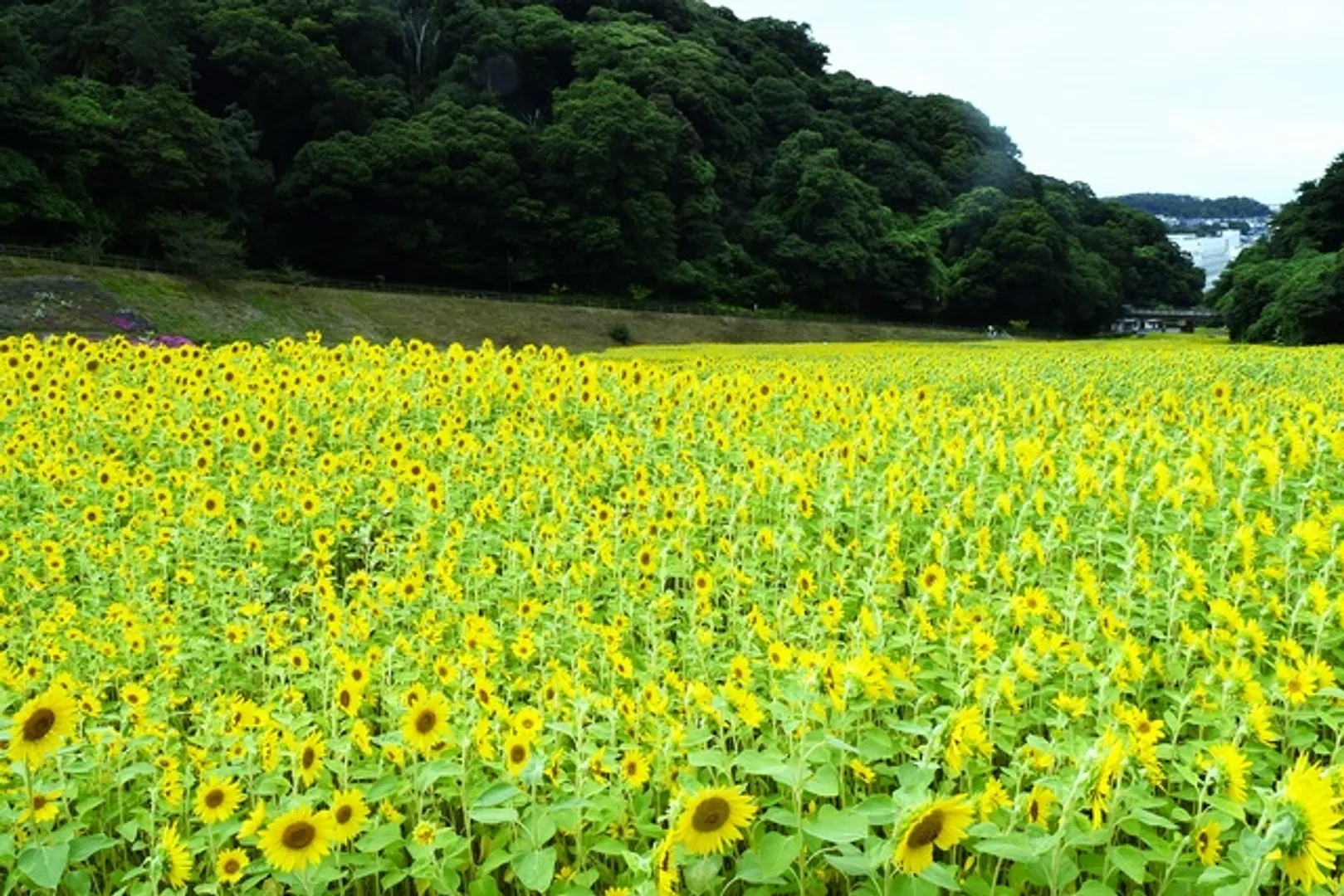くりはま花の国