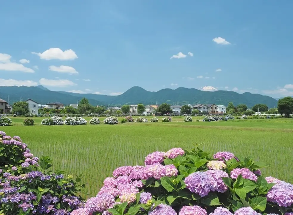 （C）開成町