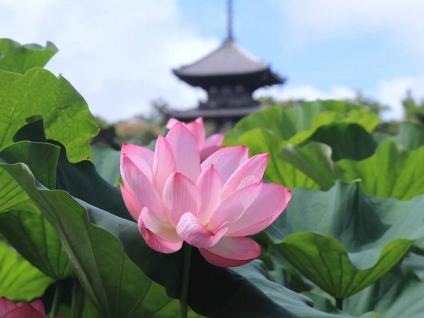 公益財団法人三溪園保勝会