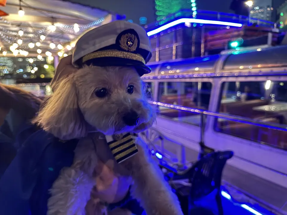 yokohama-cruise-captain-dog-costume-night3