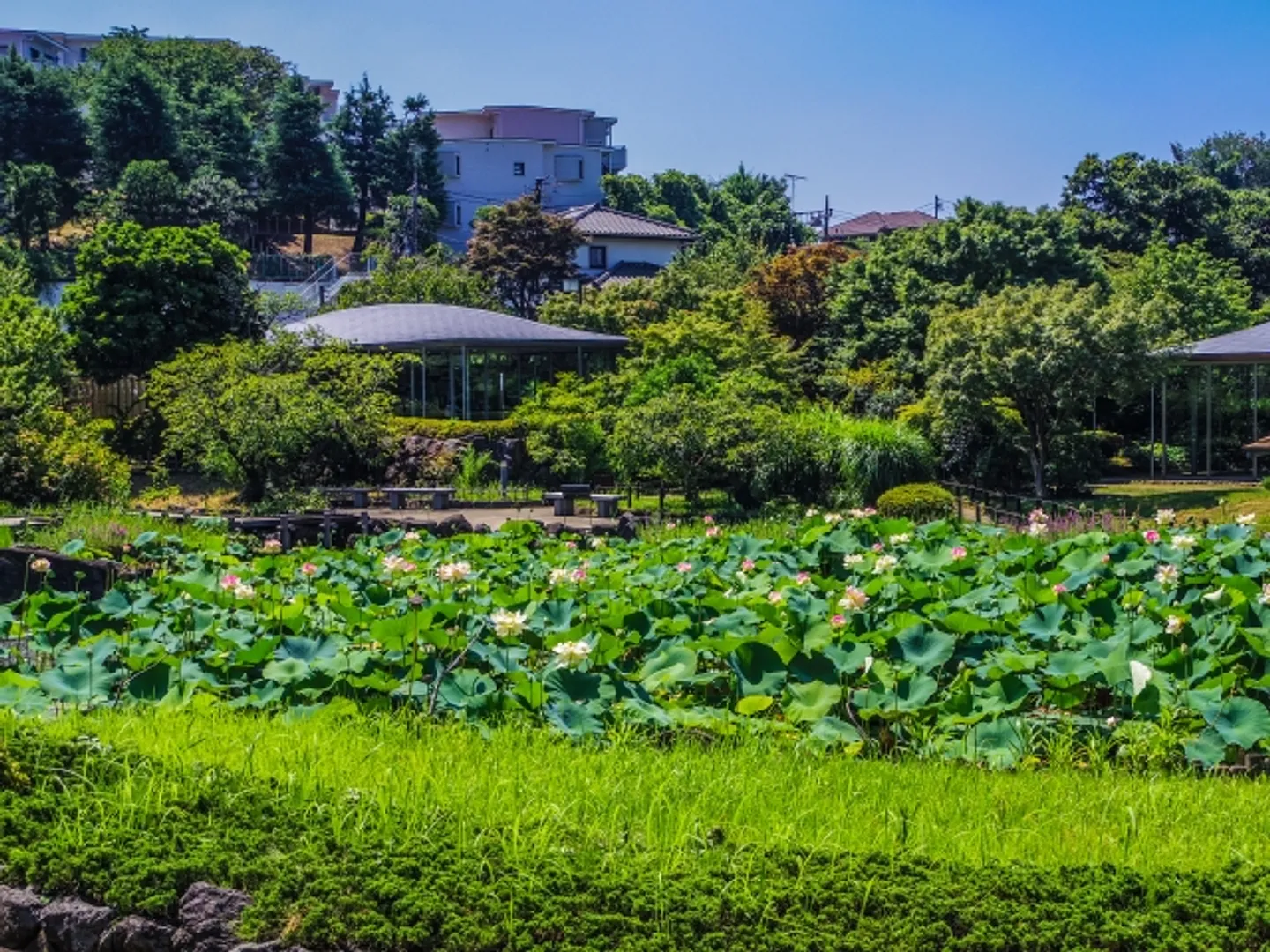 馬場花木公園.jpg