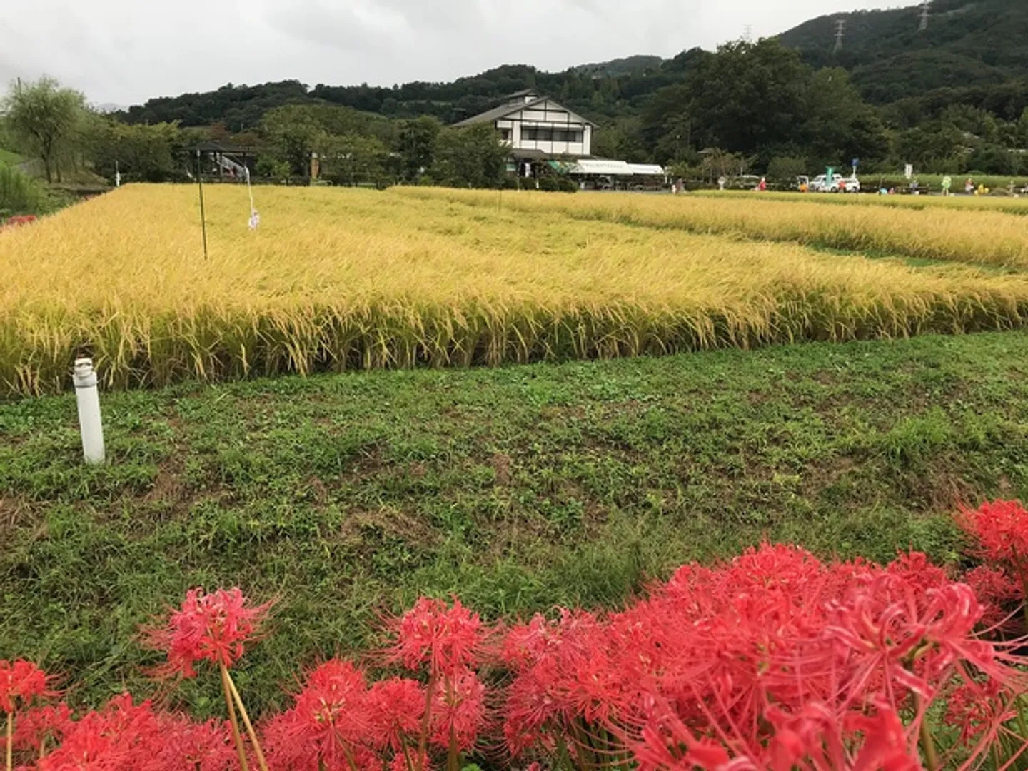 秦野市観光協会