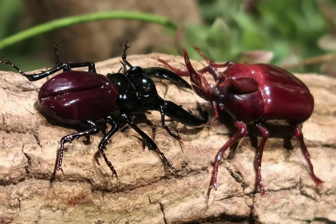 ガラスの昆虫