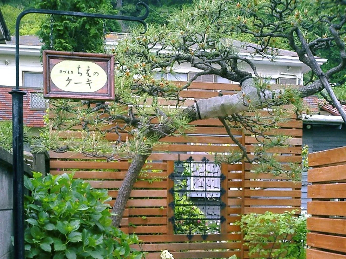 カフェ入口目印の松