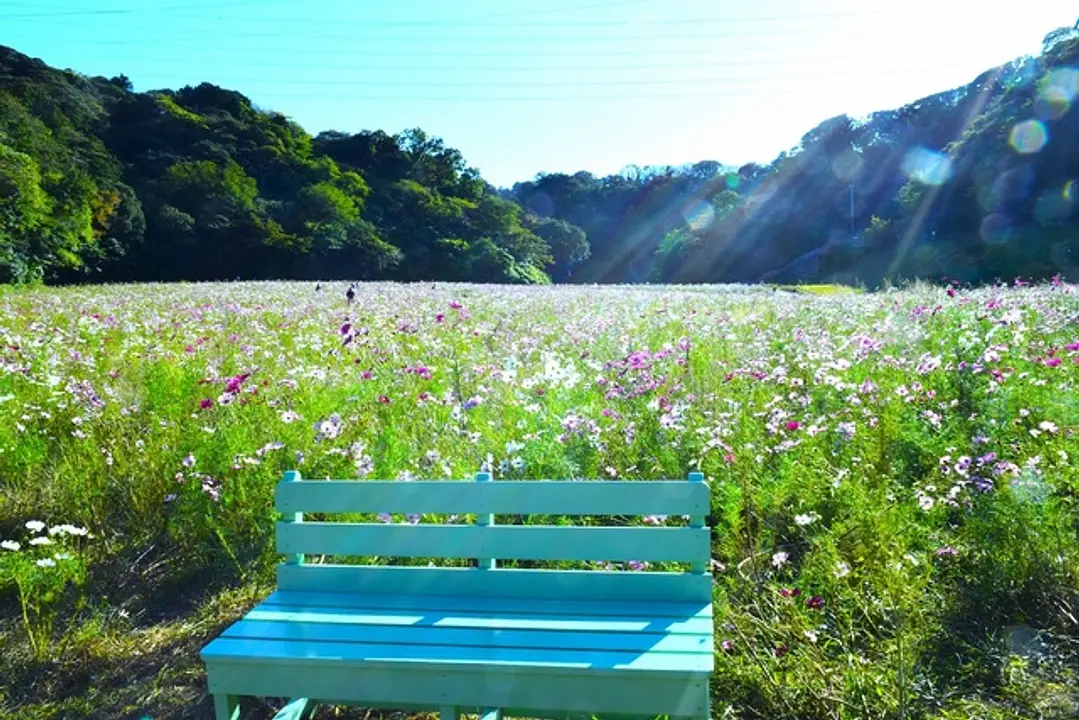 くりはま花の国  コスモス園