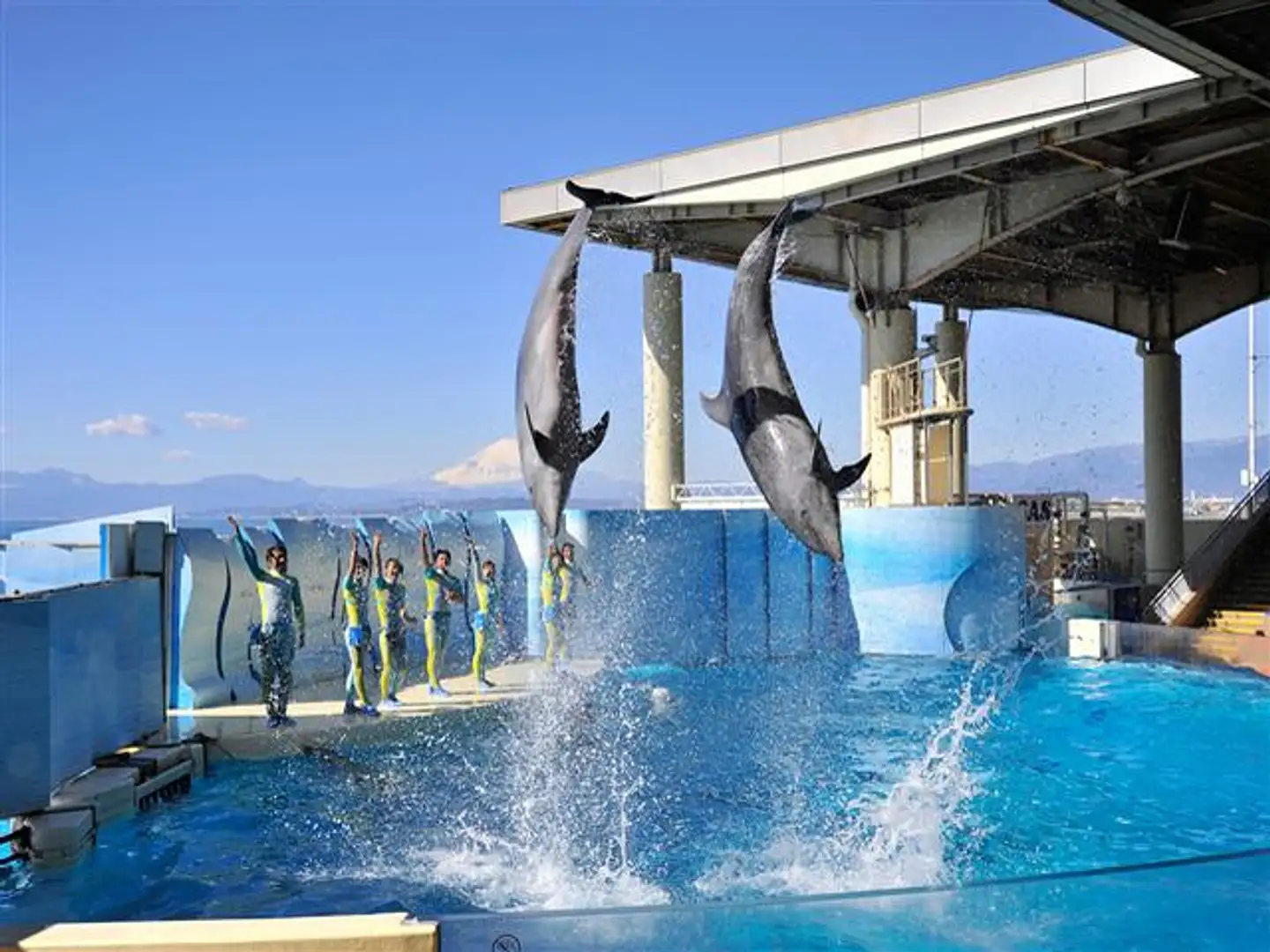 新江ノ島水族館 | スポット一覧 | かながわ 横浜観光ならアット 新江ノ島水族館 | スポット一覧 | かながわ 横浜観光ならアット