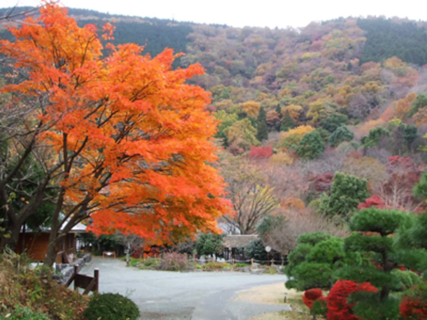 県立21世紀の森