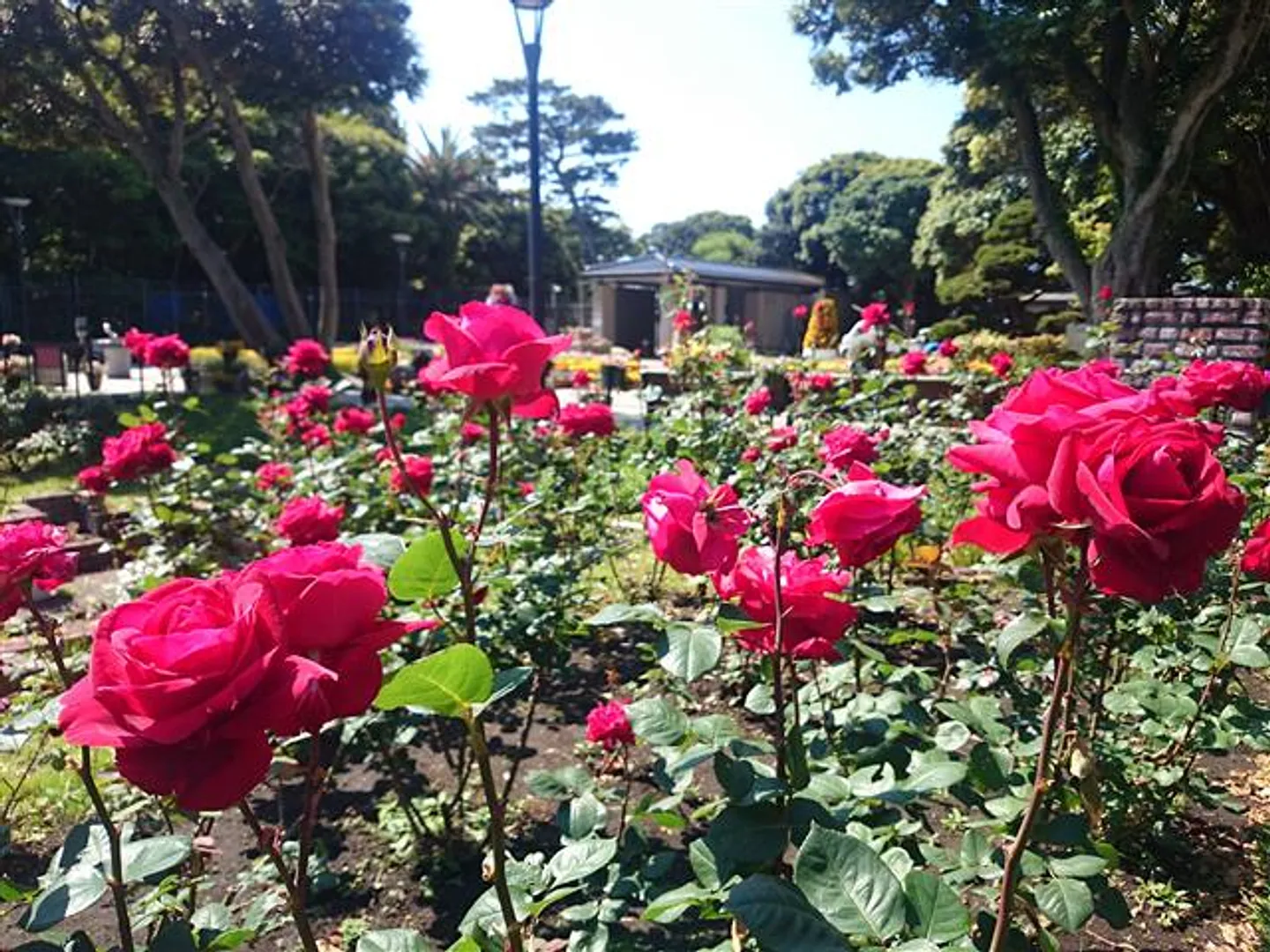 植物園のバラ