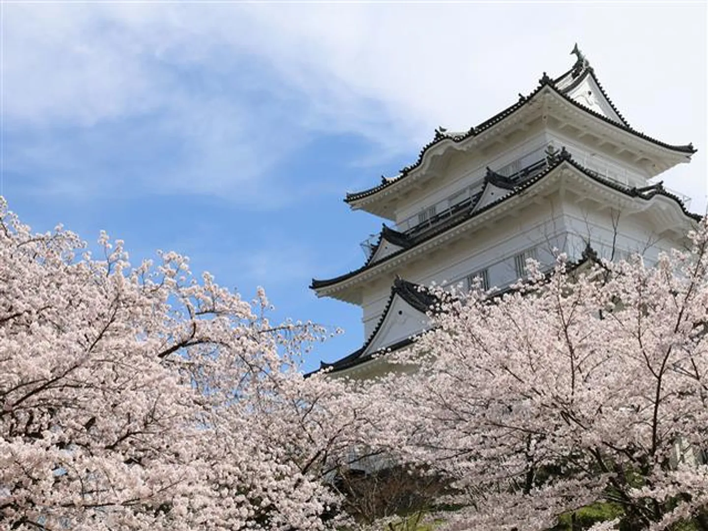 桜の時期の天守閣