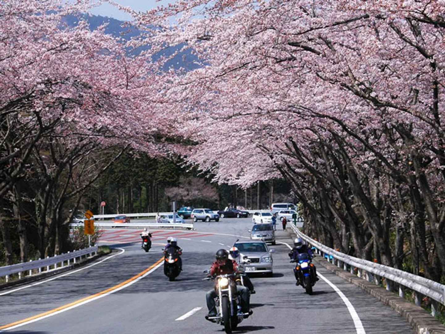 御所の入駐車場付近では桜のトンネルに感動