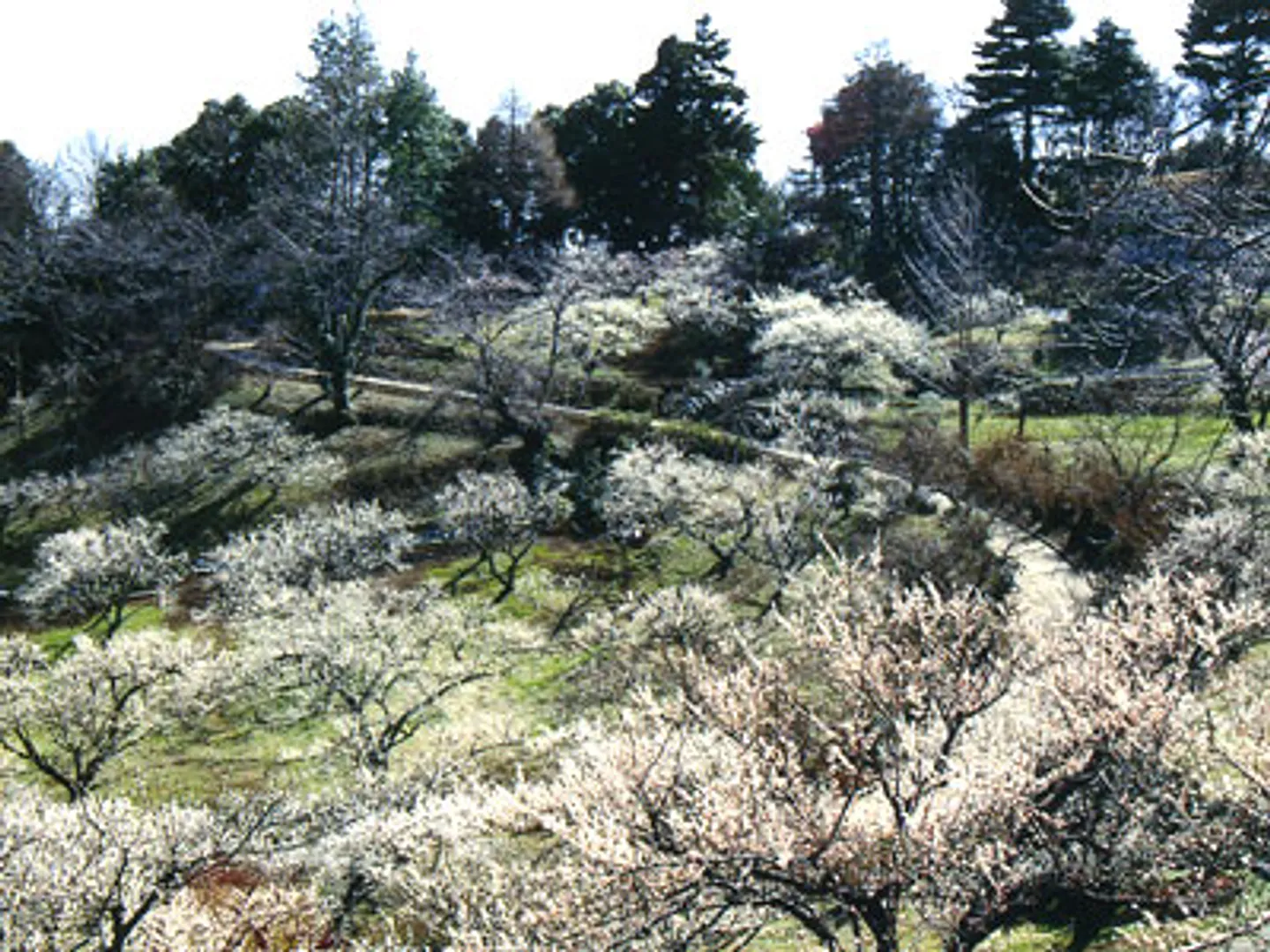 JU000022a.jpg