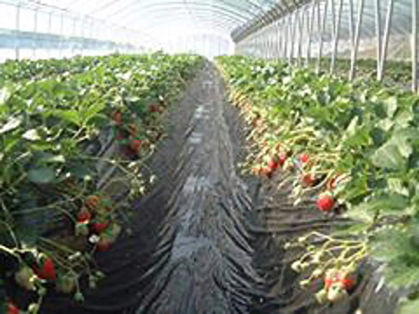 JF009042a.jpg
