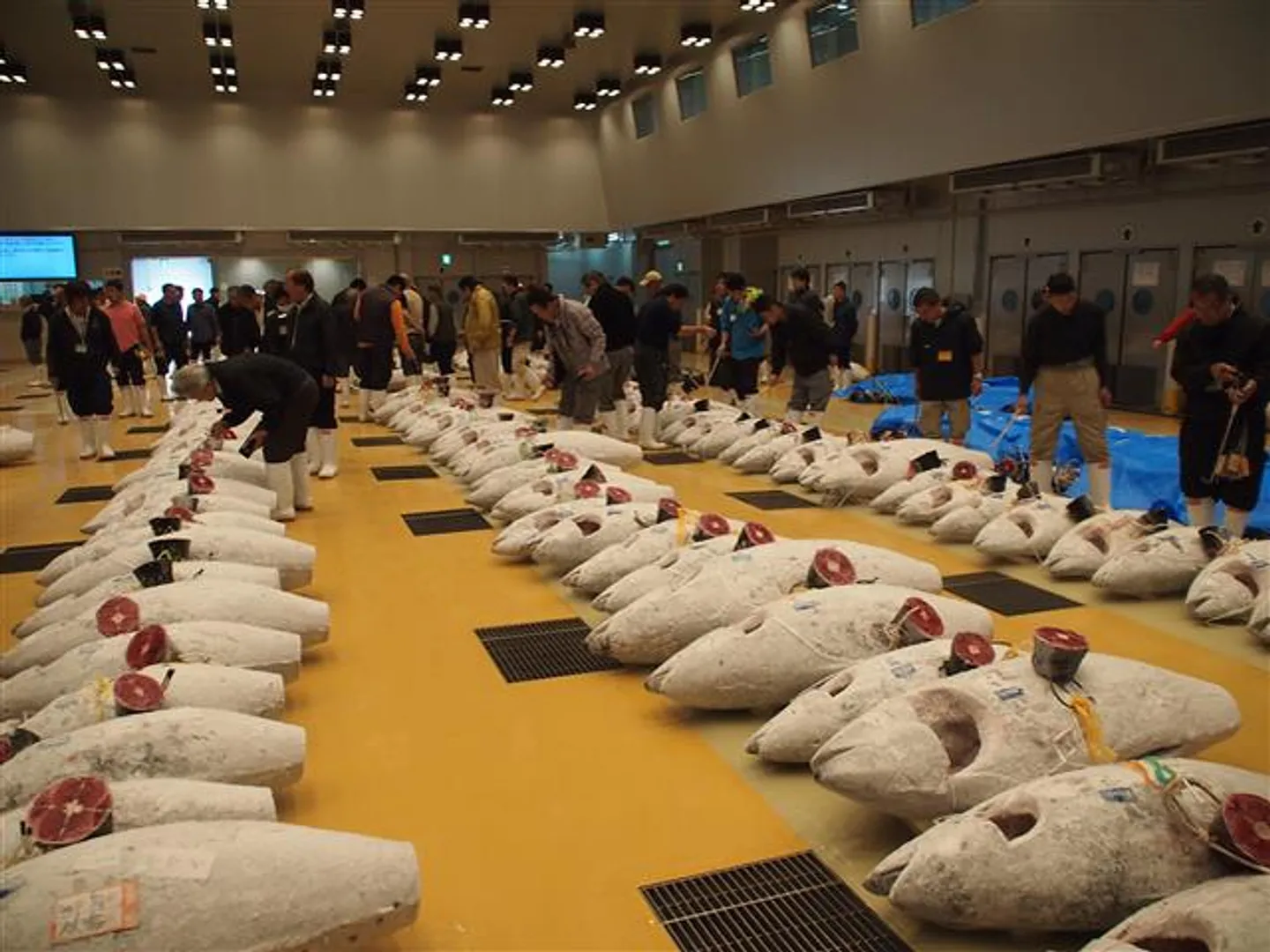 冷凍マグロの入札風景(1階から撮影、見学は2階から)