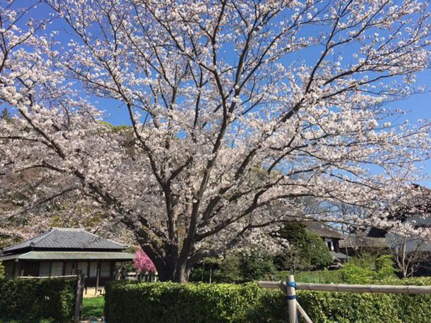 古民家群と桜