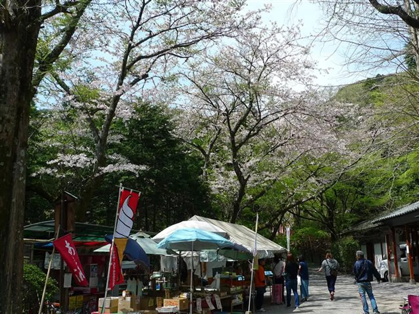売店周辺の桜の様子