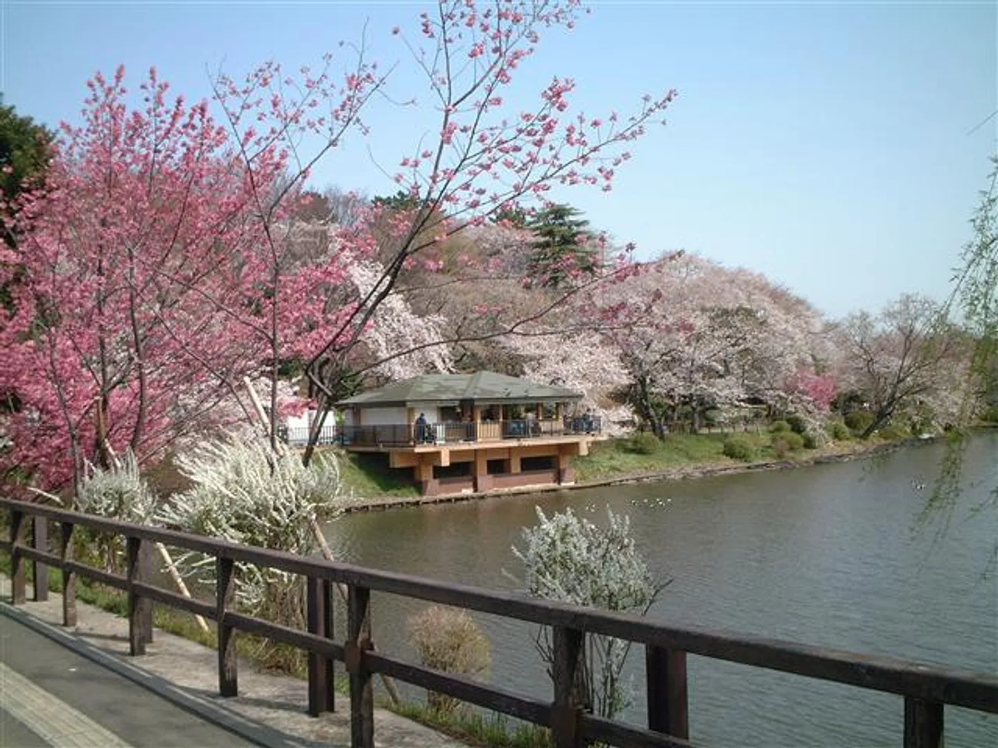 「下の池」の桜