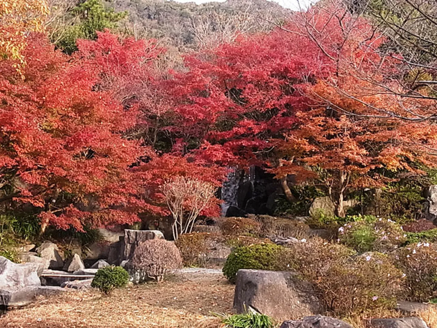 紅葉が見事なもみじ