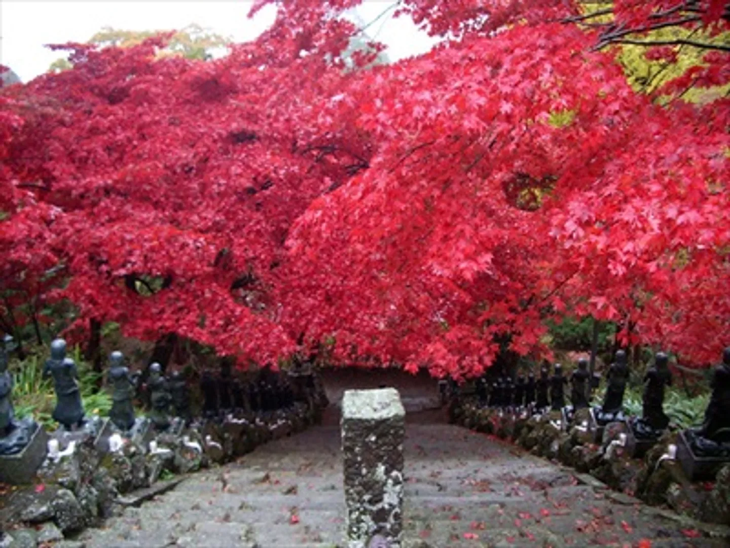 大山寺正面階段 紅葉トンネル