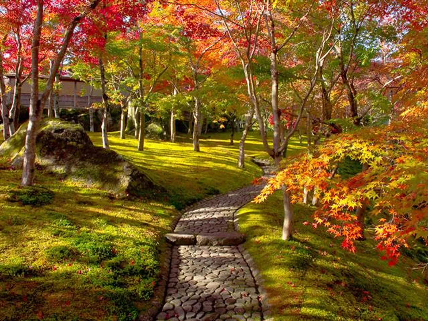 紅葉の苔庭