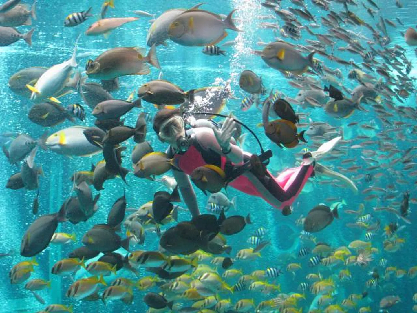 悠々と泳ぐ魚たちに心癒される。大水槽で行われる海中ショーも見逃せない