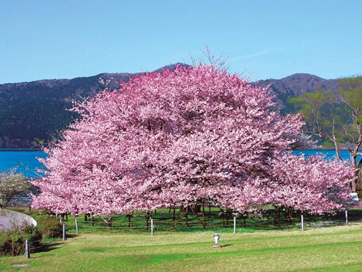 樹齢100年余のオオシマザクラ。開花は4月下旬〜5月上旬頃(天候により開花が遅れる場合あり)