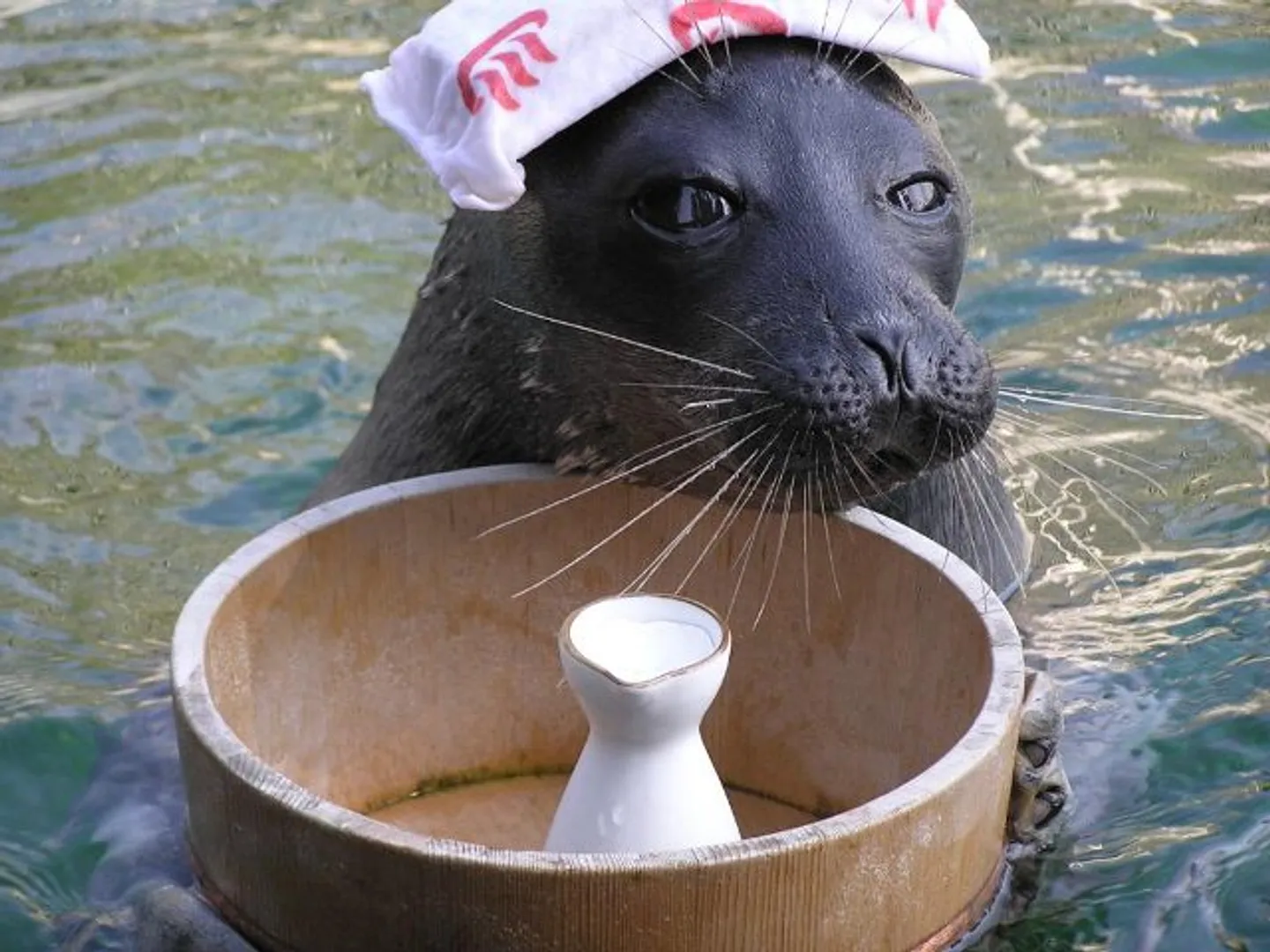 箱根園のアイドルは水族館のバイカルアザラシ。箱根ならではの温泉アザラシ芸を披露する