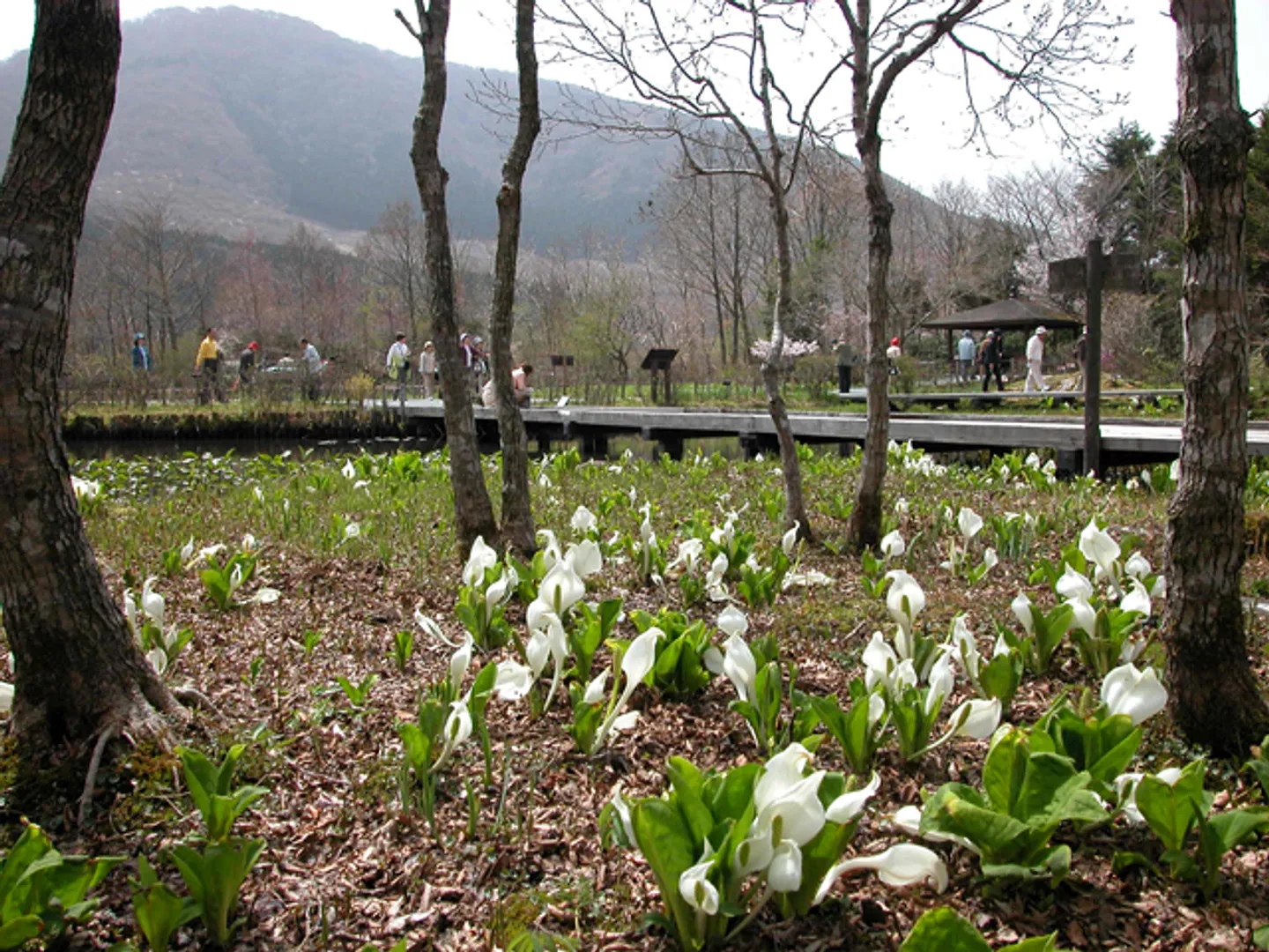 きれいに咲いた水芭蕉(3月下旬〜4月上旬)