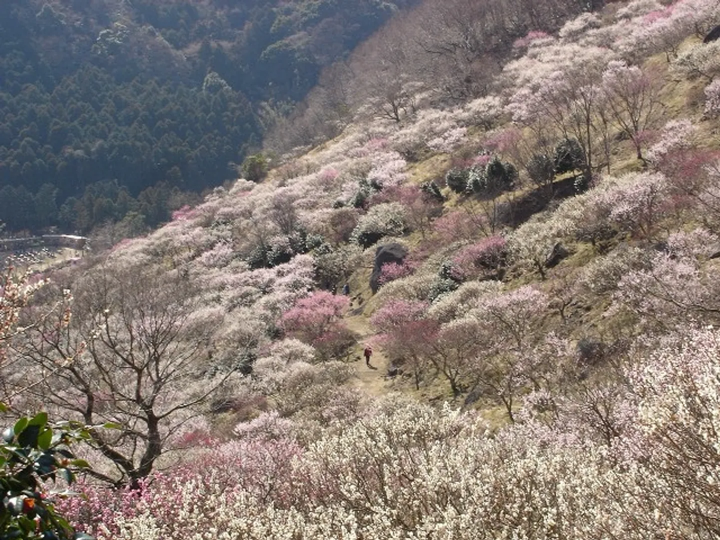J0044818a.jpg