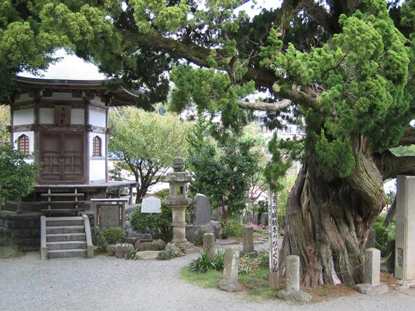 樹齢約800年のビャクシンの大木(天然記念物)