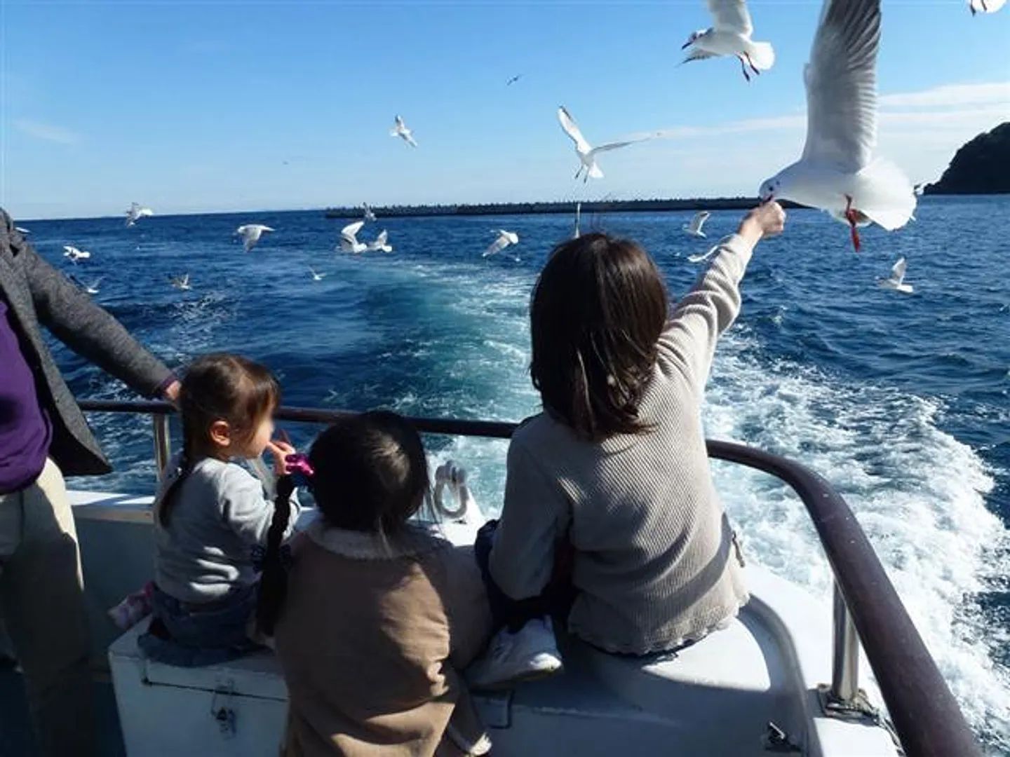 カモメに餌付け