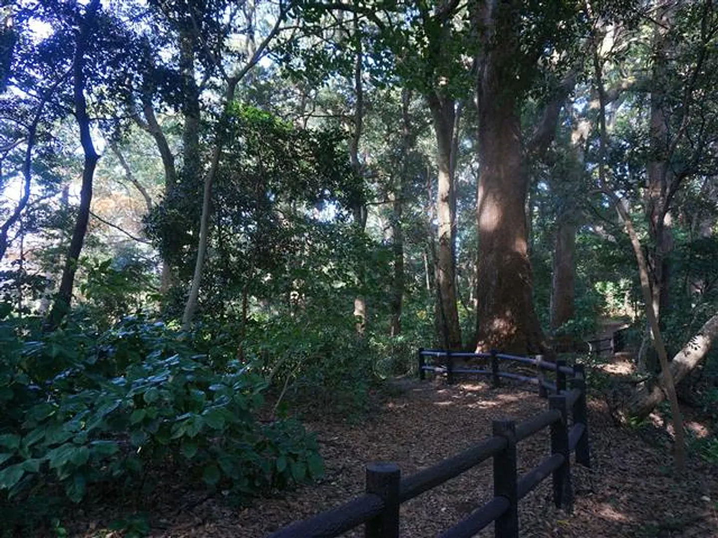 御林遊歩道内