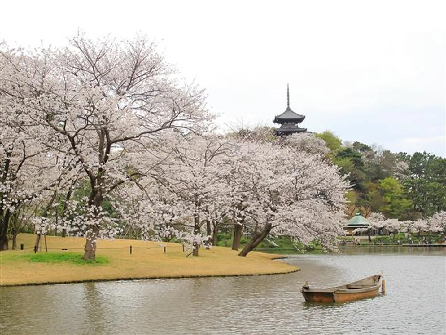 サクラ 3月下旬〜4月上旬にかけて三重塔などの古建築とあわせて風情ある桜が楽しめる