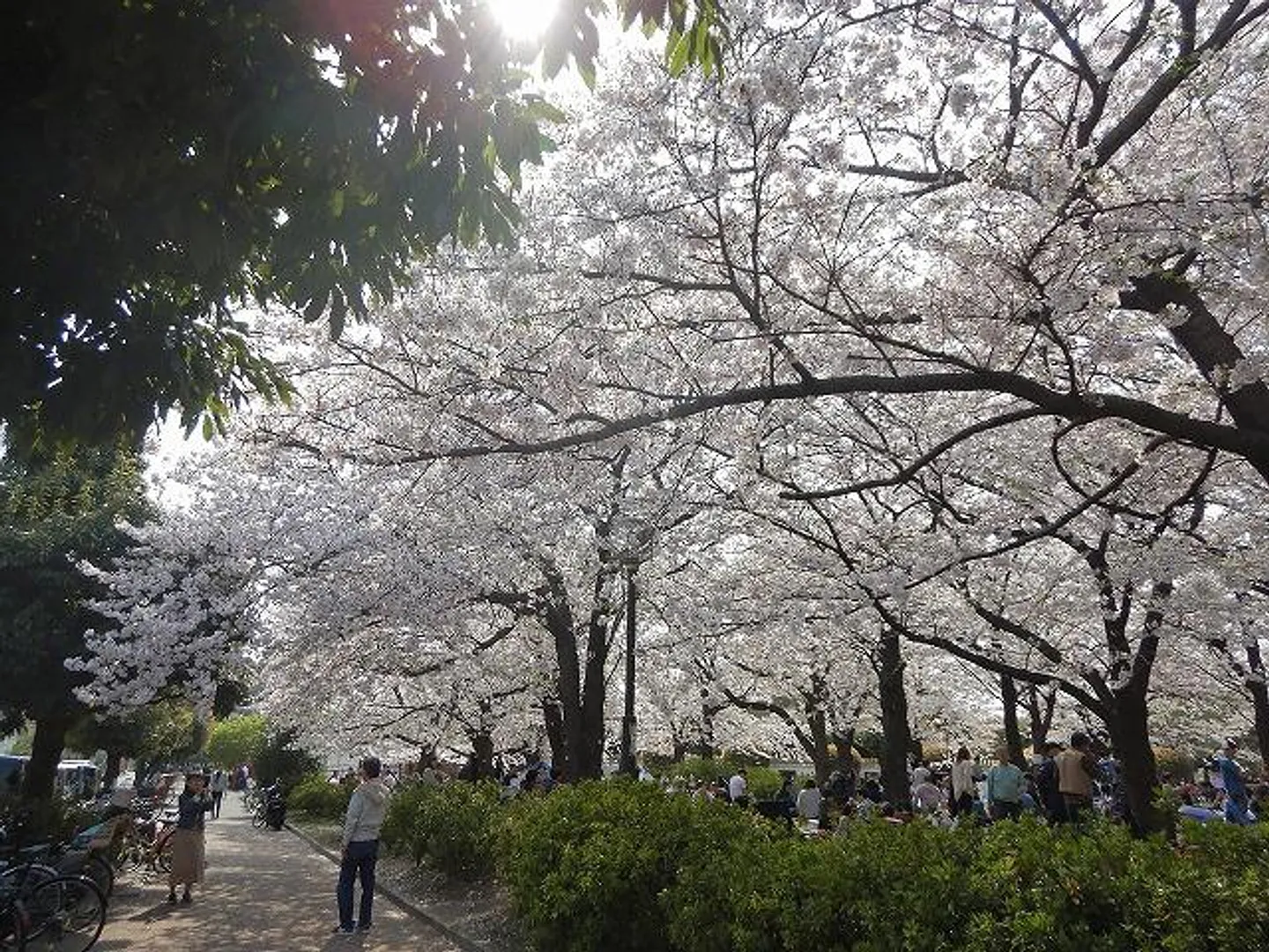 桜