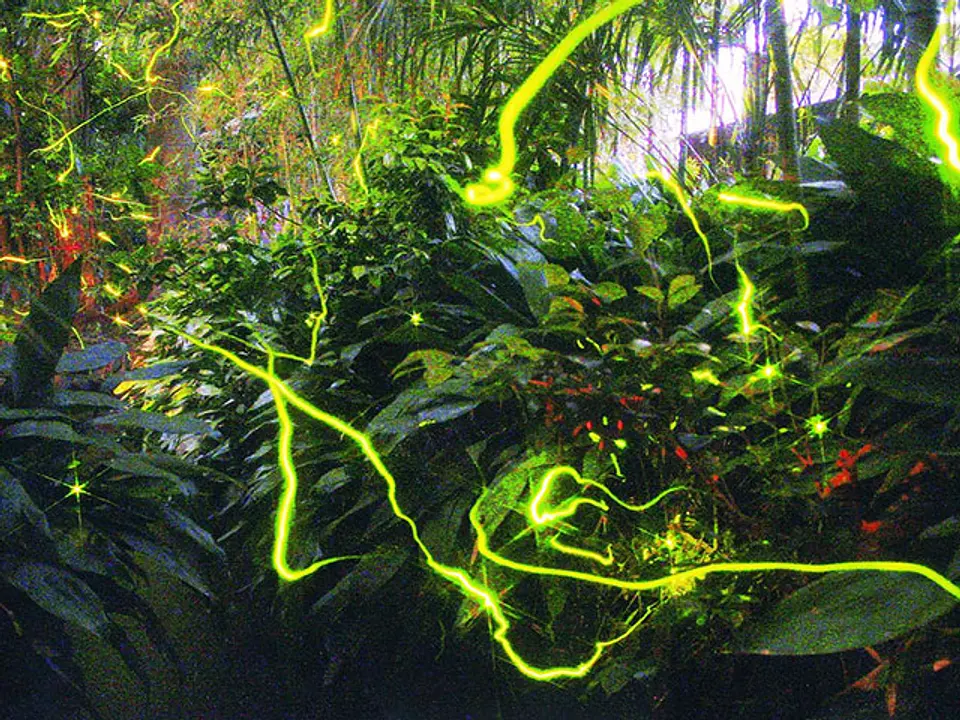 80080506a.jpg