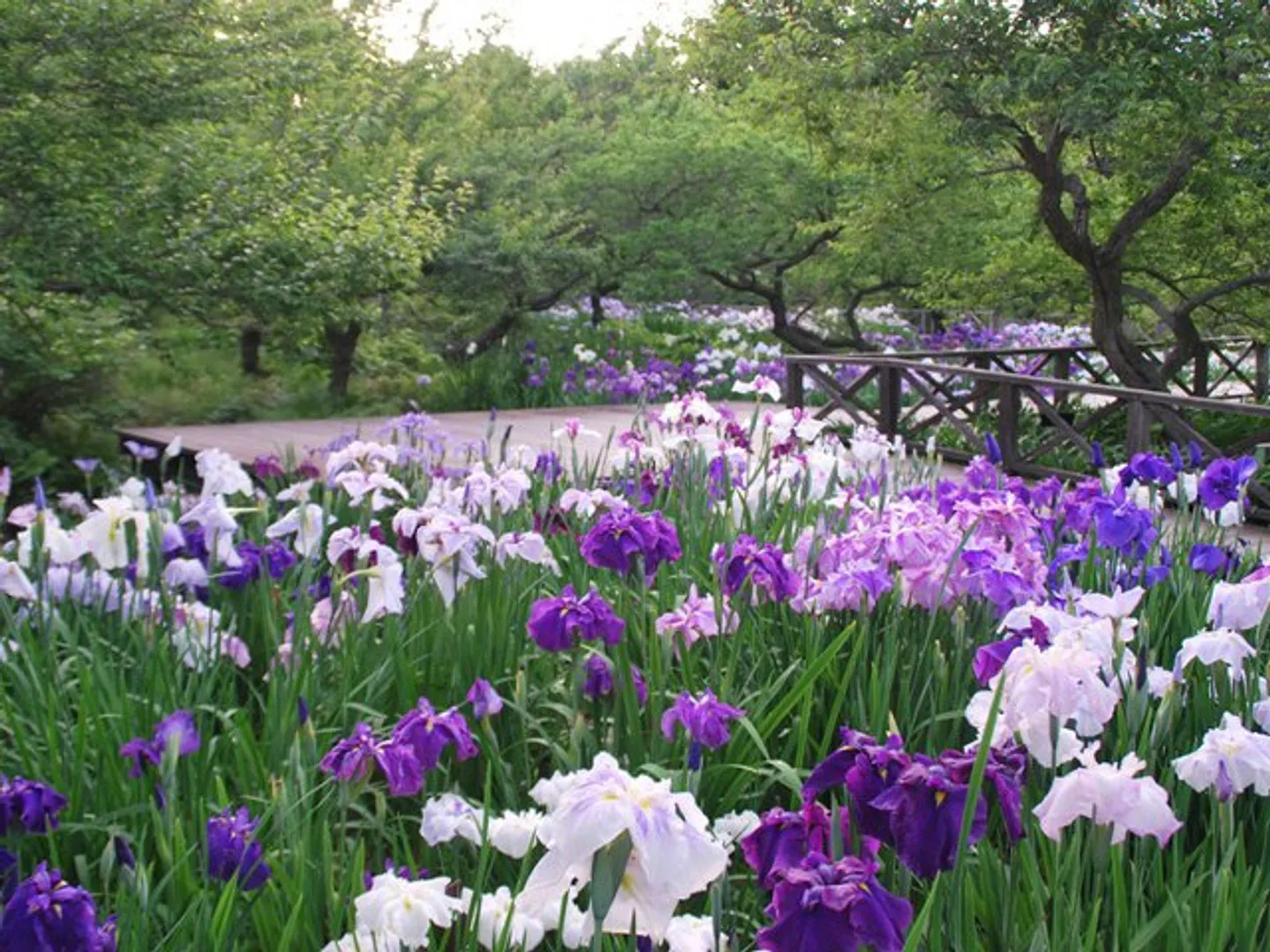 花菖蒲