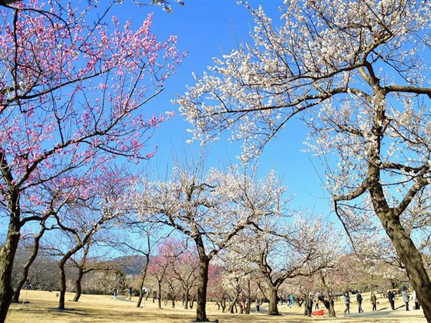 渓流の梅園