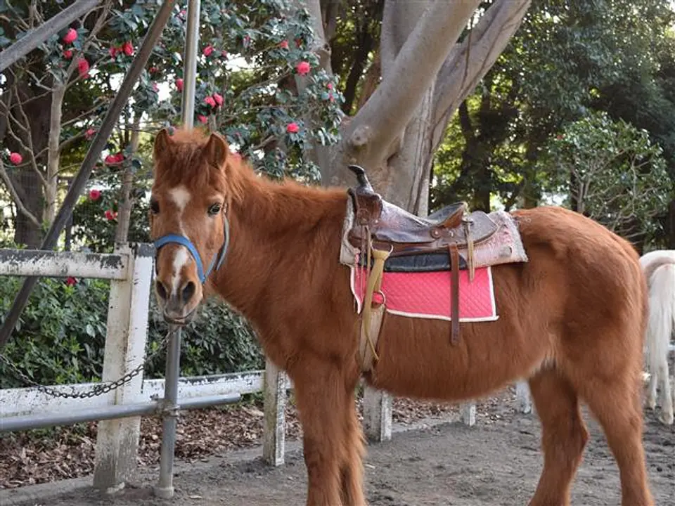 ポニー乗馬の様子