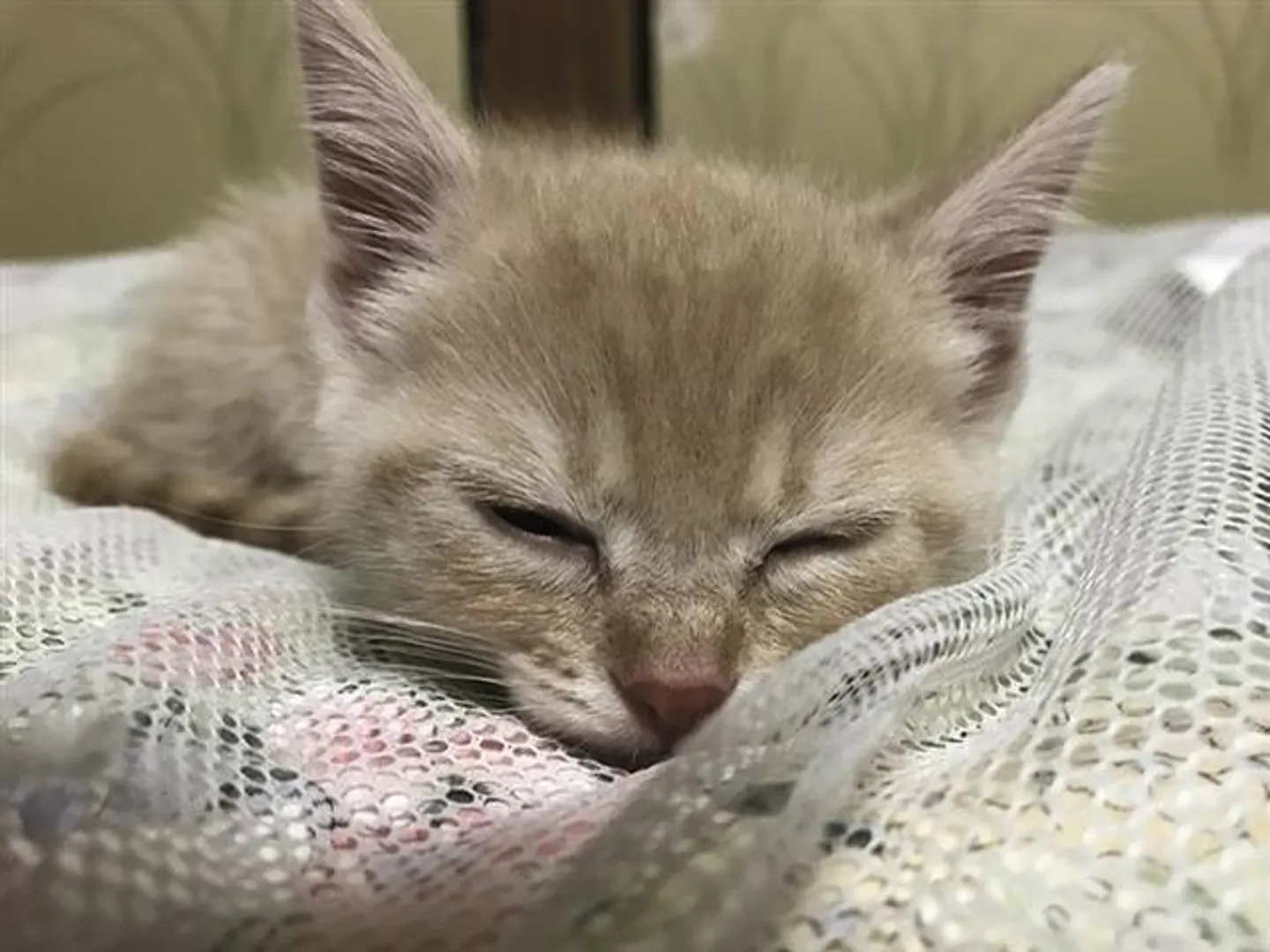 大好きな猫と泊まれる癒しのひと時を満喫