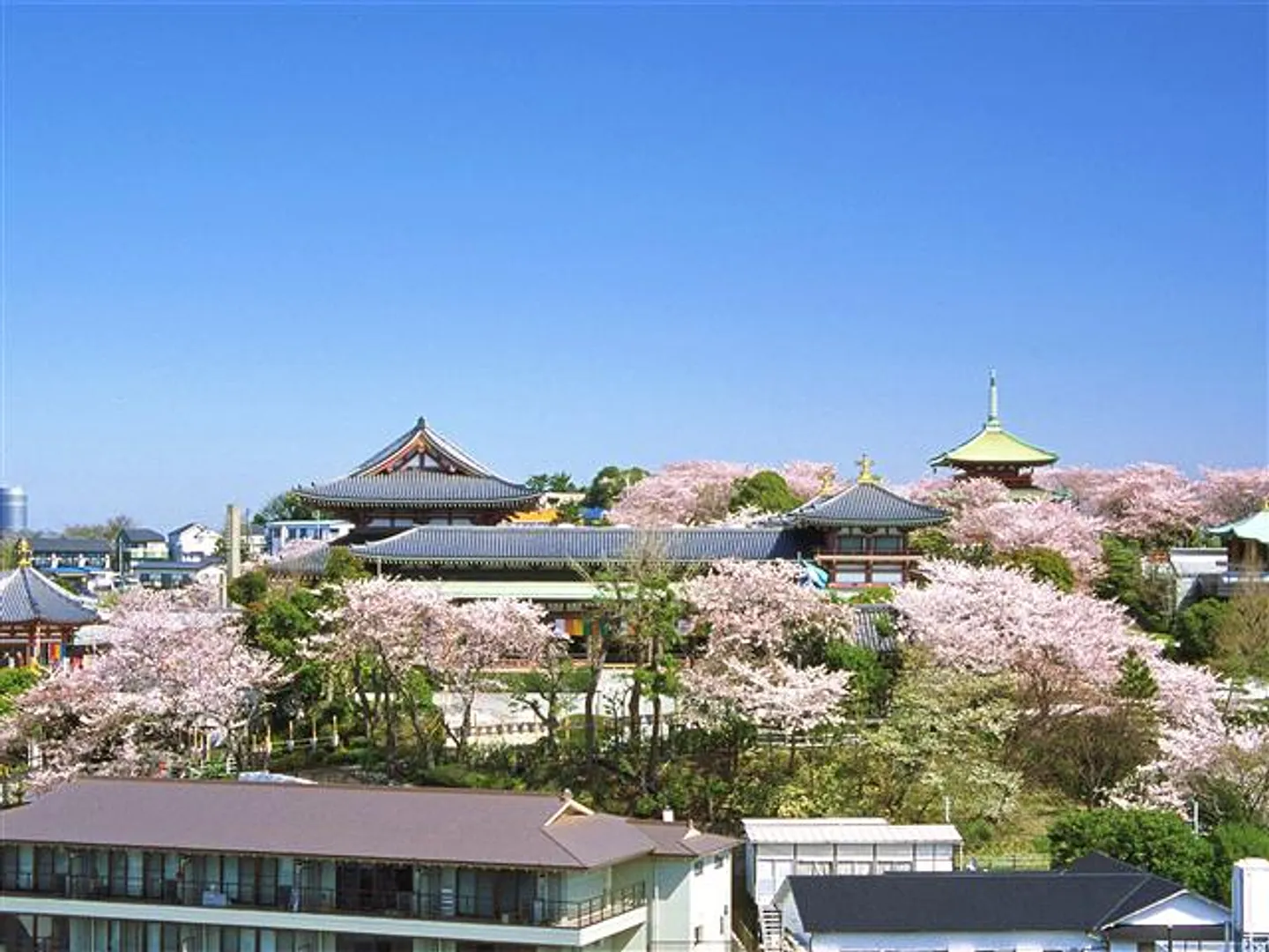 桜の孝道山